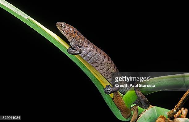 bolitoglossa dofleini (giant palm salamander, alta verapaz salamander) - salamandra fotografías e imágenes de stock