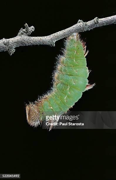morpho peleides (blue morpho) - caterpillar pupating - morpho butterfly stock pictures, royalty-free photos & images