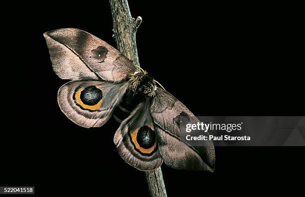 automeris harrisorum (moth) - ocello foto e immagini stock