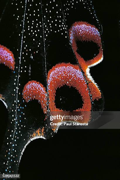 papilio arcturus (blue peacock) - wings detail - ocellus stock pictures, royalty-free photos & images