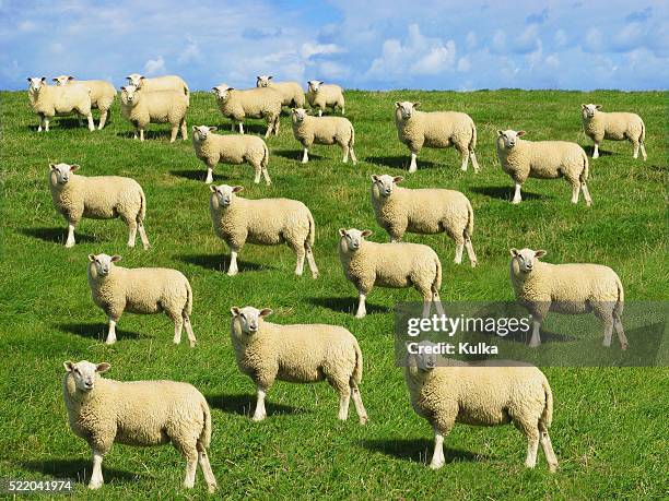 cloned sheep in meadow - cloning stock-fotos und bilder