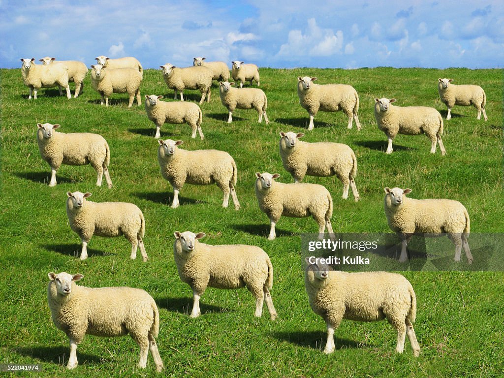 Cloned Sheep in Meadow