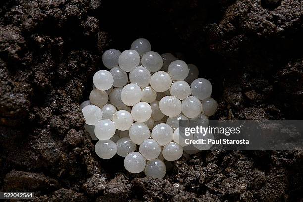 helix aspersa maxima (brown garden snail) - eggs in the ground - slakkenhuis stockfoto's en -beelden