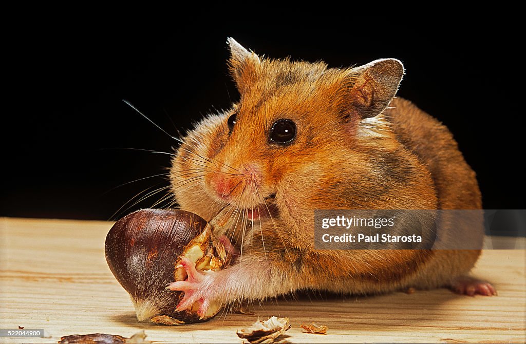Mesocricetus auratus (golden hamster, Syrian hamster) - feeding on a chestnut