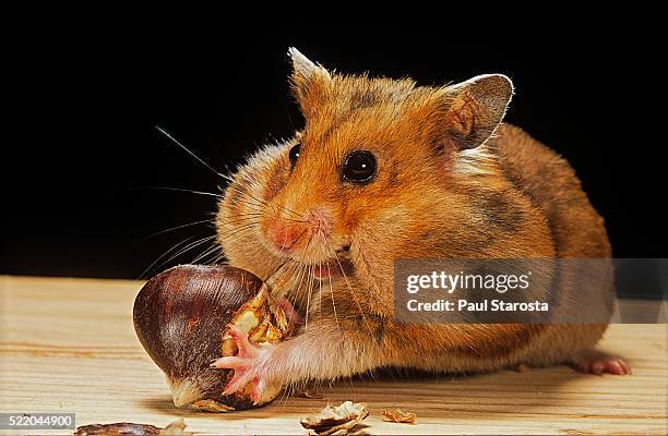 mesocricetus auratus (golden hamster, syrian hamster) - feeding on a chestnut - cheek pouch stockfoto's en -beelden