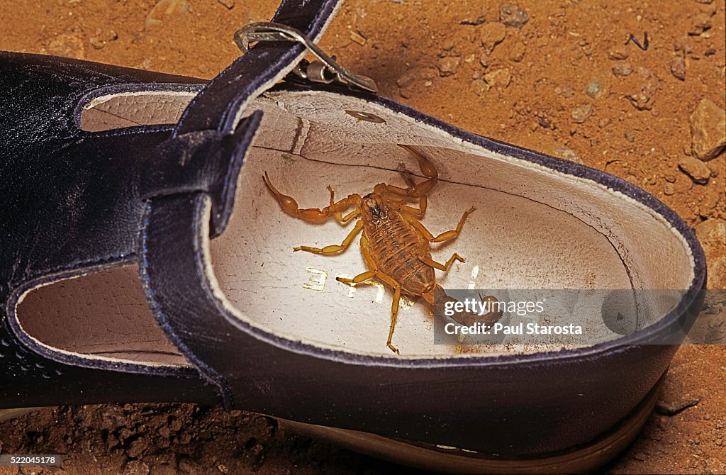 Scorpion in a shoe
