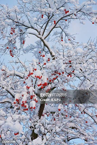 snowy persimmon tree laden with kaki fruit in kyoto, japan - fruit laden trees stock pictures, royalty-free photos & images