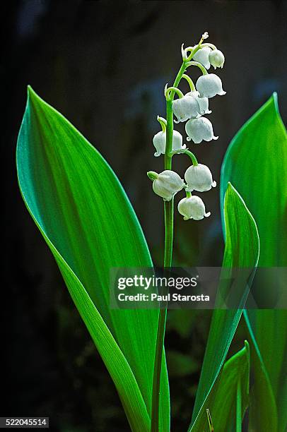 convallaria majalis (european lily of the valley) - poisonous flower stock pictures, royalty-free photos & images