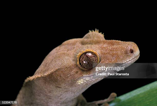 rhacodactylus ciliatus (eyelash gecko) - rhacodactylus stock pictures, royalty-free photos & images