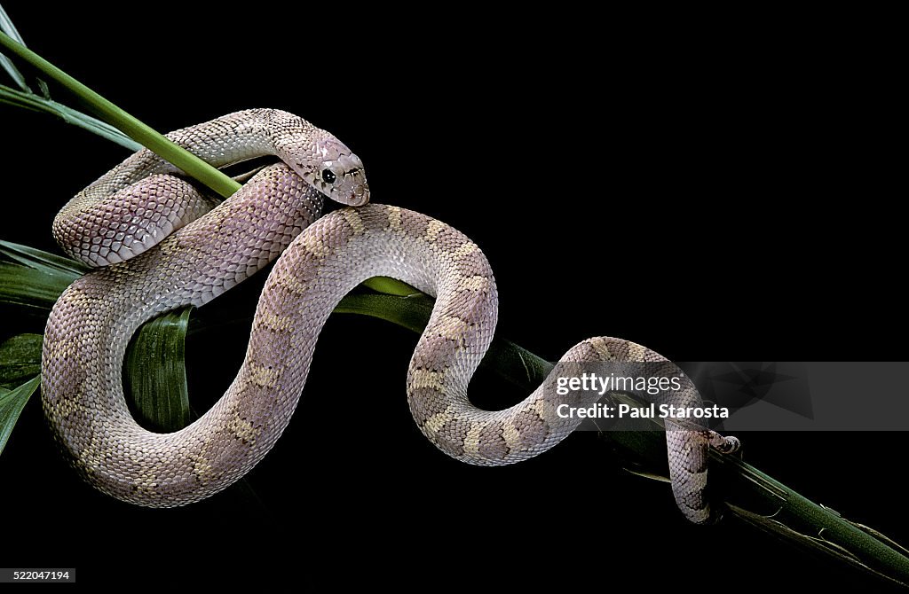 Pituophis melanoleucus mugitus (pine snake)
