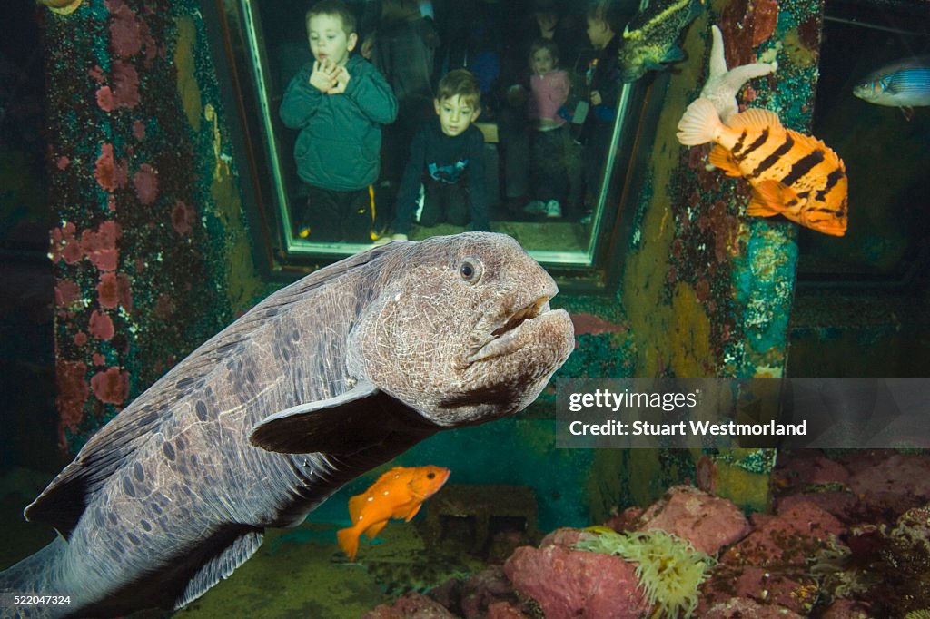 Children Watching Wolf-eel Through Window in Aquarium