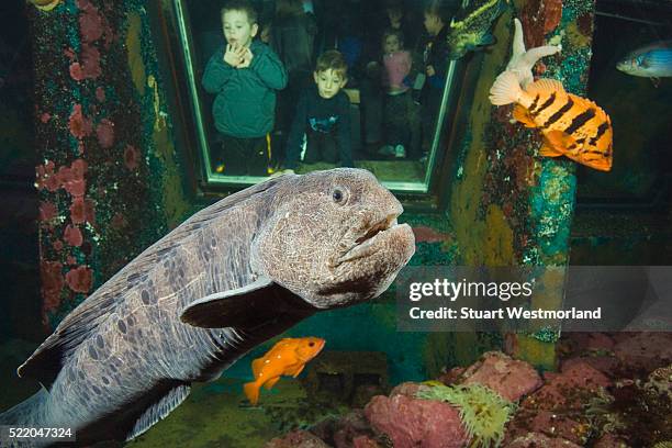 children watching wolf-eel through window in aquarium - wolf eel stock pictures, royalty-free photos & images