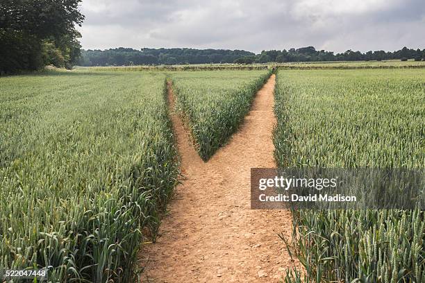 diverging paths in field - encrucijada en el camino fotografías e imágenes de stock