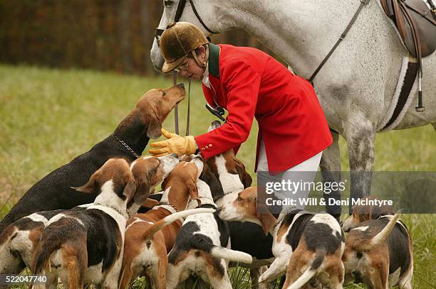 huntsman praising hounds in field - american foxhound stockfoto's en -beelden