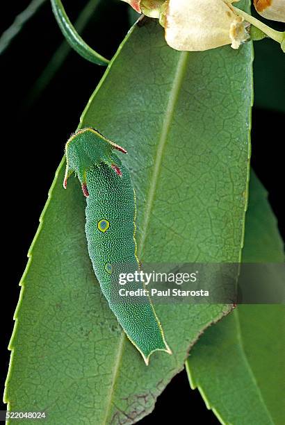 charaxes jasius (two-tailed pasha) - caterpillar on strawberry tree leaf - ocellus stock pictures, royalty-free photos & images