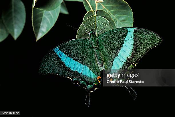 papilio palinurus (emerald swallowtail, banded peacock) - papilio palinurus stock pictures, royalty-free photos & images