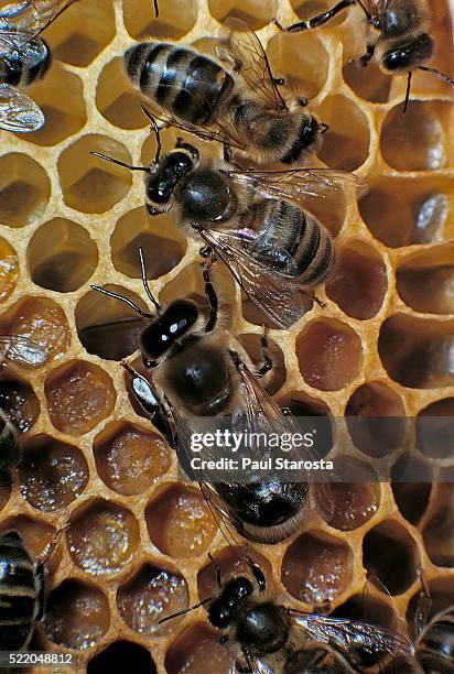 apis mellifera (honey bee) - drone with workers - drone bee stock pictures, royalty-free photos & images