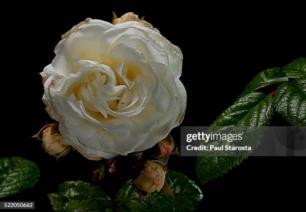 Madeline Shrub Roses 279 Madeleine Rose Stock Photos, High-Res Pictures, and Images - Getty ...