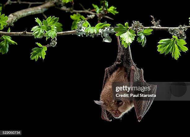 rhinolophus hipposideros (lesser horseshoe bat) - bat stock pictures, royalty-free photos & images