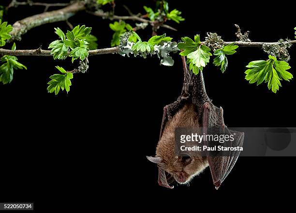 rhinolophus hipposideros (lesser horseshoe bat) - bat animal 個照片及圖片檔