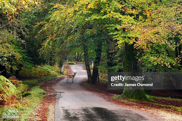 fallow deer stag crossing the road. - tree across road stock pictures, royalty-free photos & images