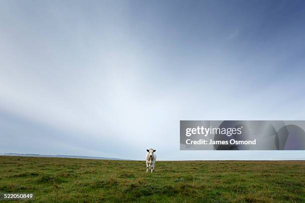 cow. - pasture cows stock pictures, royalty-free photos & images