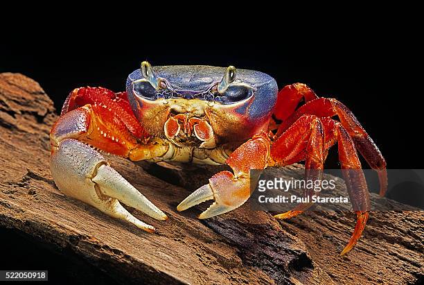 cardisoma armatum (rainbow crab, moon crab, patriot crab) - moon crabs stock pictures, royalty-free photos & images