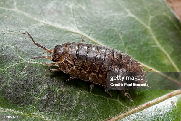 274点のダンゴムシのストックフォト Getty Images 274点のダンゴムシのストックフォト Getty Images