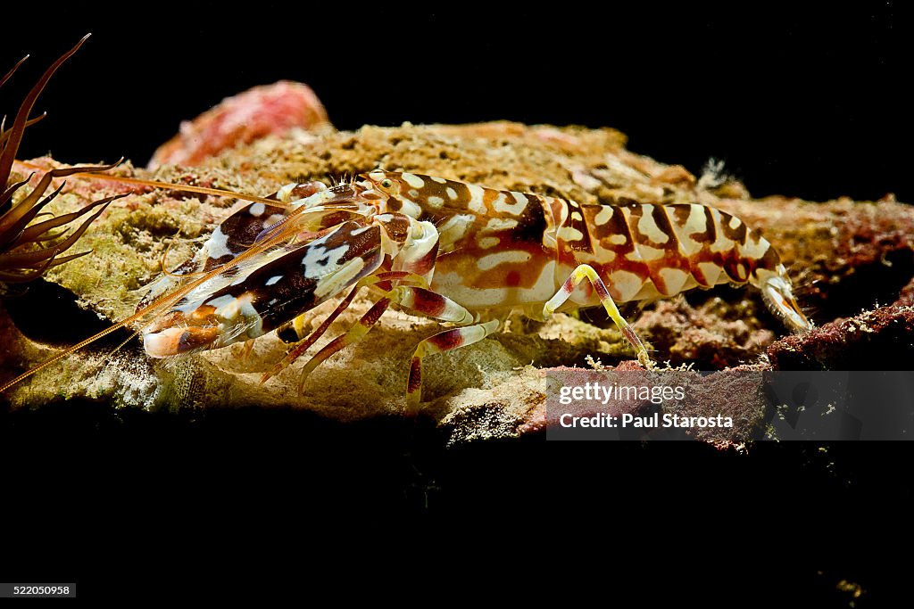 Alpheus bellulus (tiger pistol shrimp, beautiful goby shrimp)