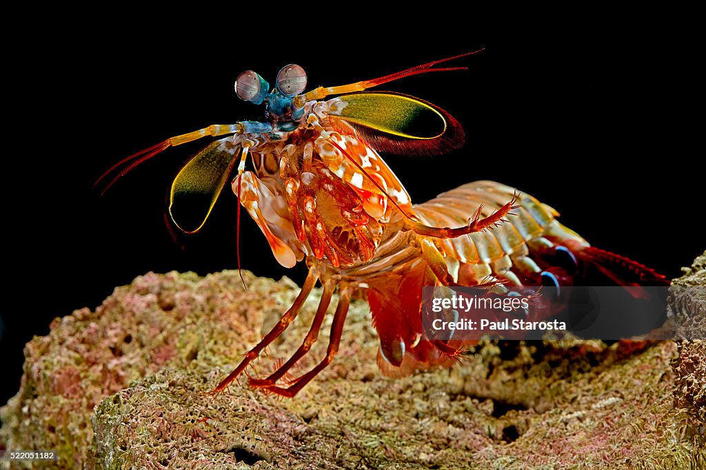 Odontodactylus scyllarus (peacock mantis shrimp, harlequin mantis shrimp, painted mantis shrimp, clown mantis shrimp)