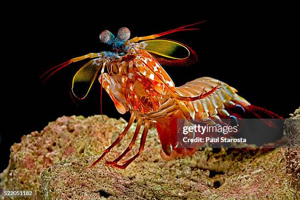 odontodactylus scyllarus (peacock mantis shrimp, harlequin mantis shrimp, painted mantis shrimp, clown mantis shrimp) - mantis shrimp stock pictures, royalty-free photos & images