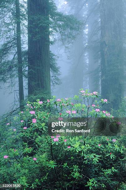 del norte coast redwood state park - coast rhododendron stock pictures, royalty-free photos & images