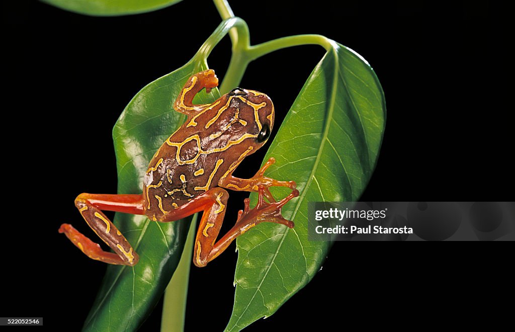 Hyperolius marmoratus variabilis (marbled reed frog, painted reed frog)