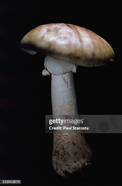 amanita rubescens (blusher) - wulstling stock-fotos und bilder