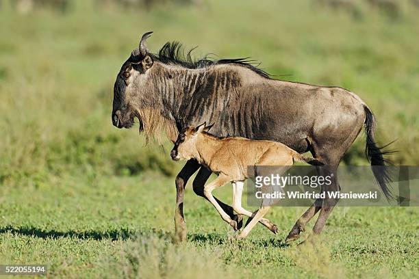 wildebeest and one-day-old calf - wildebeest stock pictures, royalty-free photos & images