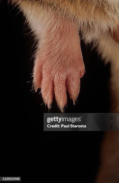 mesocricetus auratus (golden hamster, syrian hamster) - foreleg (four digits) - golden hamster - fotografias e filmes do acervo