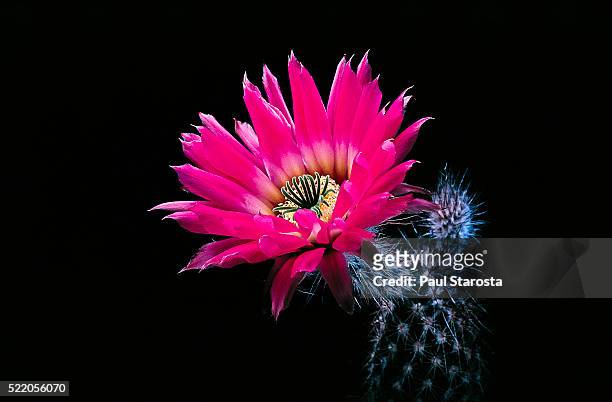 echinocereus chisoensis (chisos mountain hedgehog cactus, chisos lace cactus, pale pink-sorrel) - cactus flower stock pictures, royalty-free photos & images