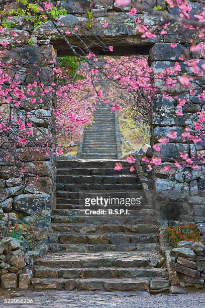 cherry blossoms at nakijin castle gate on japan's okinawa island - cherry blossom japan stock pictures, royalty-free photos & images