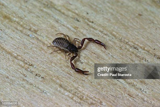 chelifer cancroides (false scorpion, book scorpion) - false scorpion stock pictures, royalty-free photos & images
