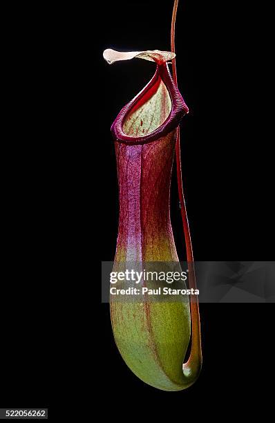 nepenthes x ventrata (pitcher plant) - pitcher plant stock pictures, royalty-free photos & images