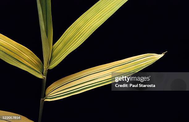pleioblastus viridistriatus 'auricoma' (dwarf greenstripe bamboo) - leaf - bamboo leaf stock pictures, royalty-free photos & images