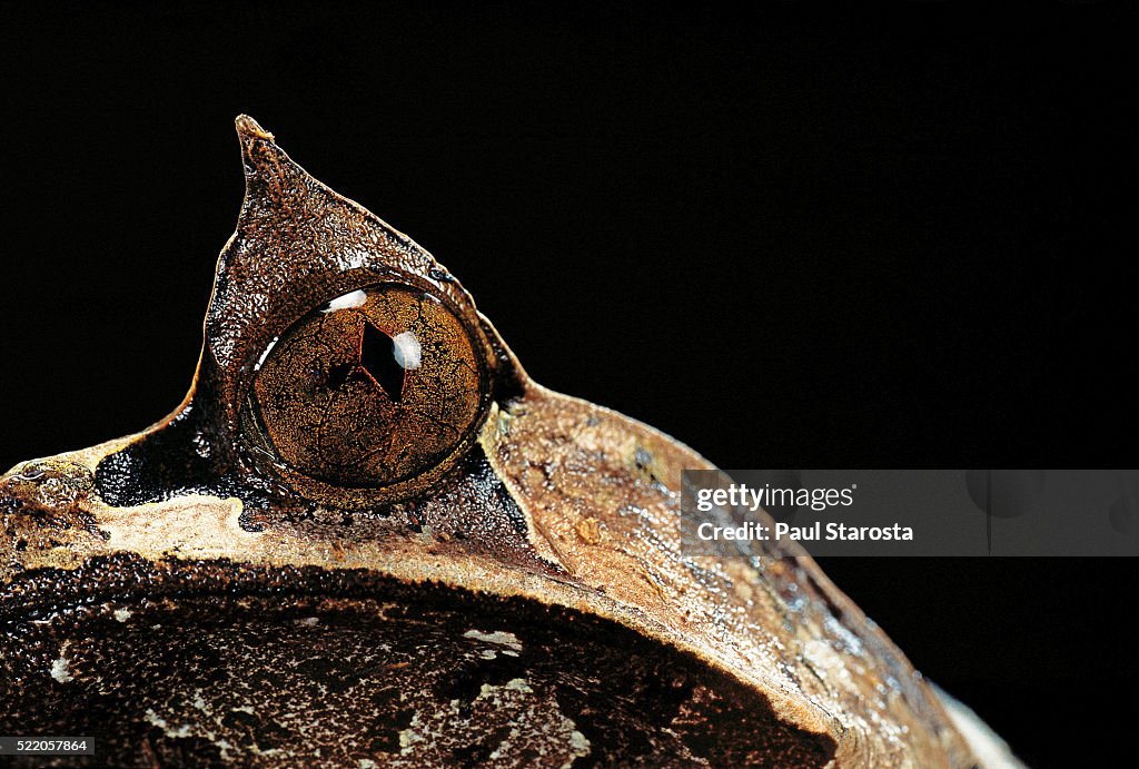 Megophrys nasuta (Malayan horned frog, long-nosed horned frog, Malayan leaf frog)