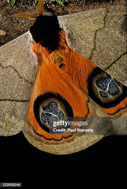 automeris liberia (moth) - wings detail - ocellus stock pictures, royalty-free photos & images