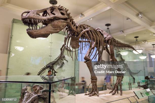 tyrannosaurus rex at the american museum of natural history - animal skeleton stock pictures, royalty-free photos & images