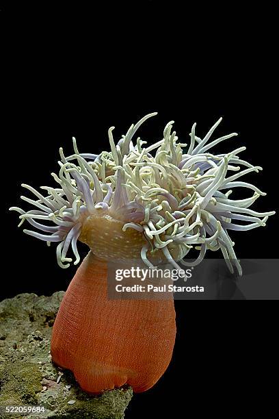 heteractis magnifica (magnificent sea anemone, ritteri anemone) - anemone magnifica stock pictures, royalty-free photos & images