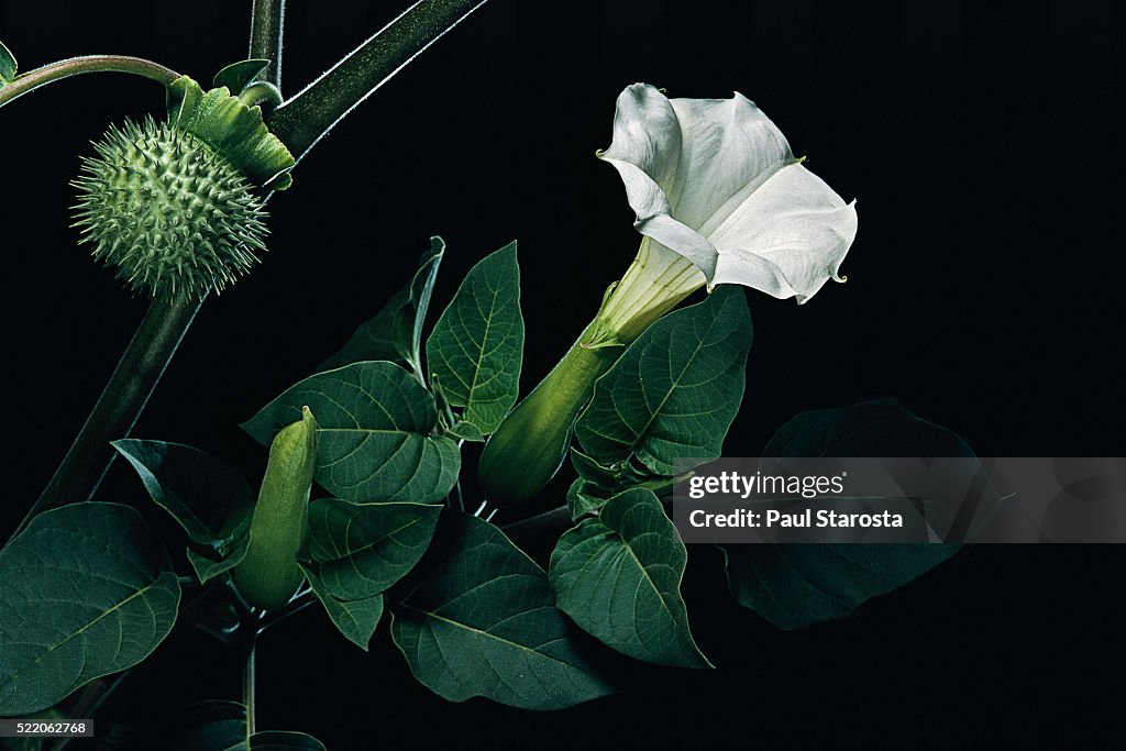 Datura inoxia (downy thorn apple, desert thornapple, angel's trumpet, sacred datura)