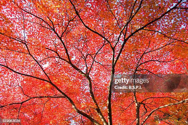 momiji maple leaves in autumn, kyoto, japan - momiji tree stock pictures, royalty-free photos & images