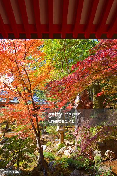 a traditional toro stone lantern stands amidst autumn momiji maple trees - momiji tree stock pictures, royalty-free photos & images