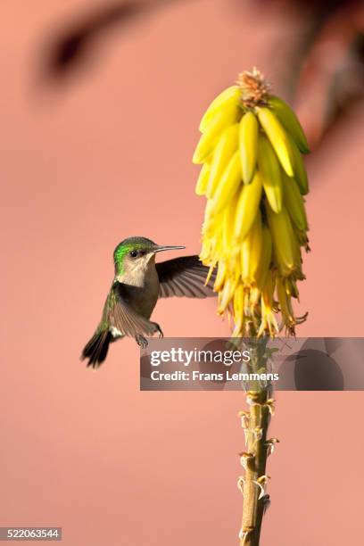 netherlands, sint eustatius island, antillean crested hummingbird - oranjestad foto e immagini stock