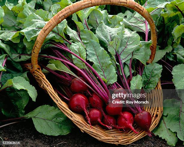 basket of beets grown in garden - remolacha fotografías e imágenes de stock